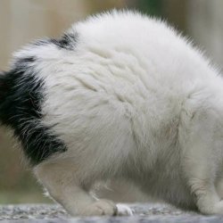 暹罗猫如何训练？需要注意哪些事情？