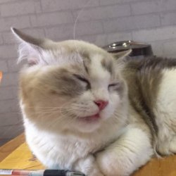 怎样训练缅甸猫乖乖大小便？