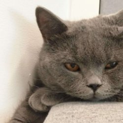 <b>怎样训练孟买猫上马桶？</b>