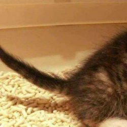 怎么把缅甸猫训练成“恋人”的猫