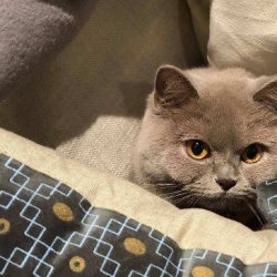 怎样训练猫咪使用马桶？