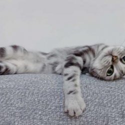 怎样训练猫咪使用猫砂？要遵循哪些原则？