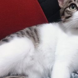 怎样训练小猫咪大小便？