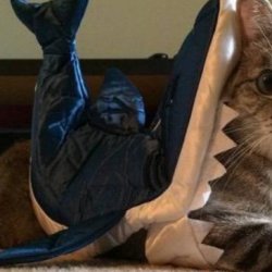 怎么训练猫咪使用马桶？