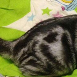 宠物猫之阿比西尼亚猫品种介绍