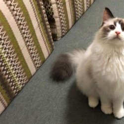 <b>宠物猫之东方猫品种介绍</b>