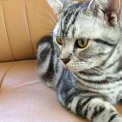 宠物猫之土耳其梵猫品种介绍