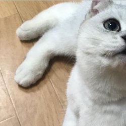 宠物猫之土耳其安哥拉猫品种介绍