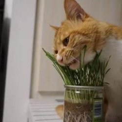 <b>宠物猫之中国狸花猫品种介绍</b>