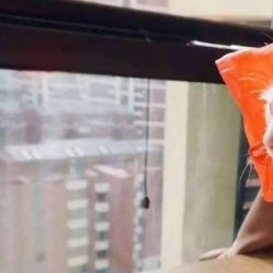 宠物猫之沙特尔猫品种介绍