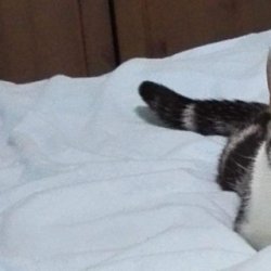 宠物猫之茶杯猫品种介绍