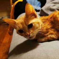 宠物猫之金吉拉猫品种介绍